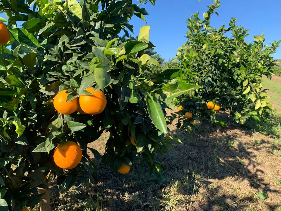Guadalquivir Valley; ecological oranges; La Soleá; Seville